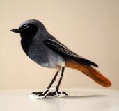 Black Redstart